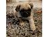 PoulaTo: Pug κουτάβια για φροντίδα σπιτιών.